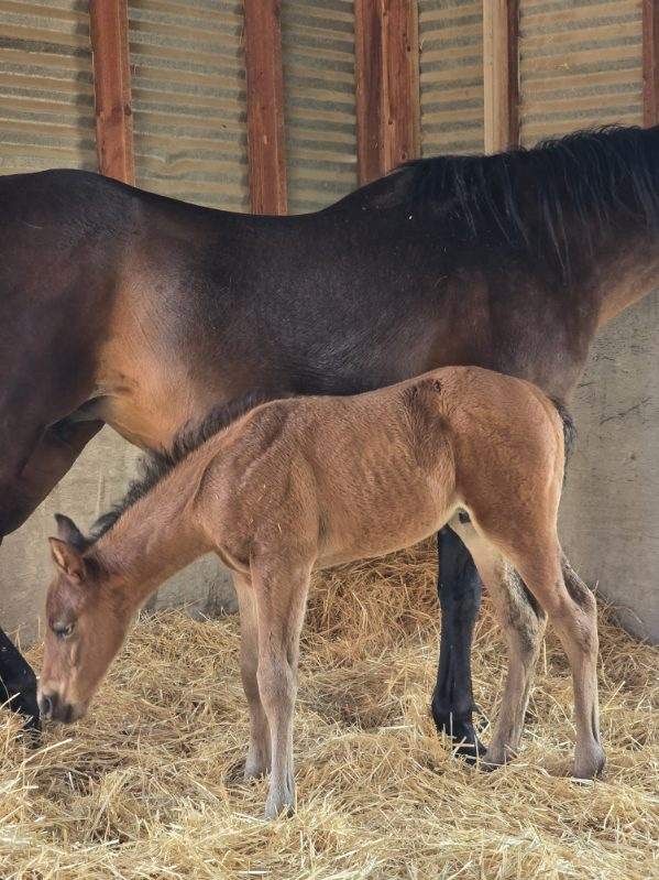 AQHA Bay Stud Colt