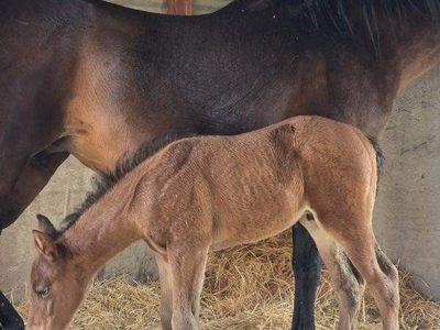 AQHA Bay Stud Colt