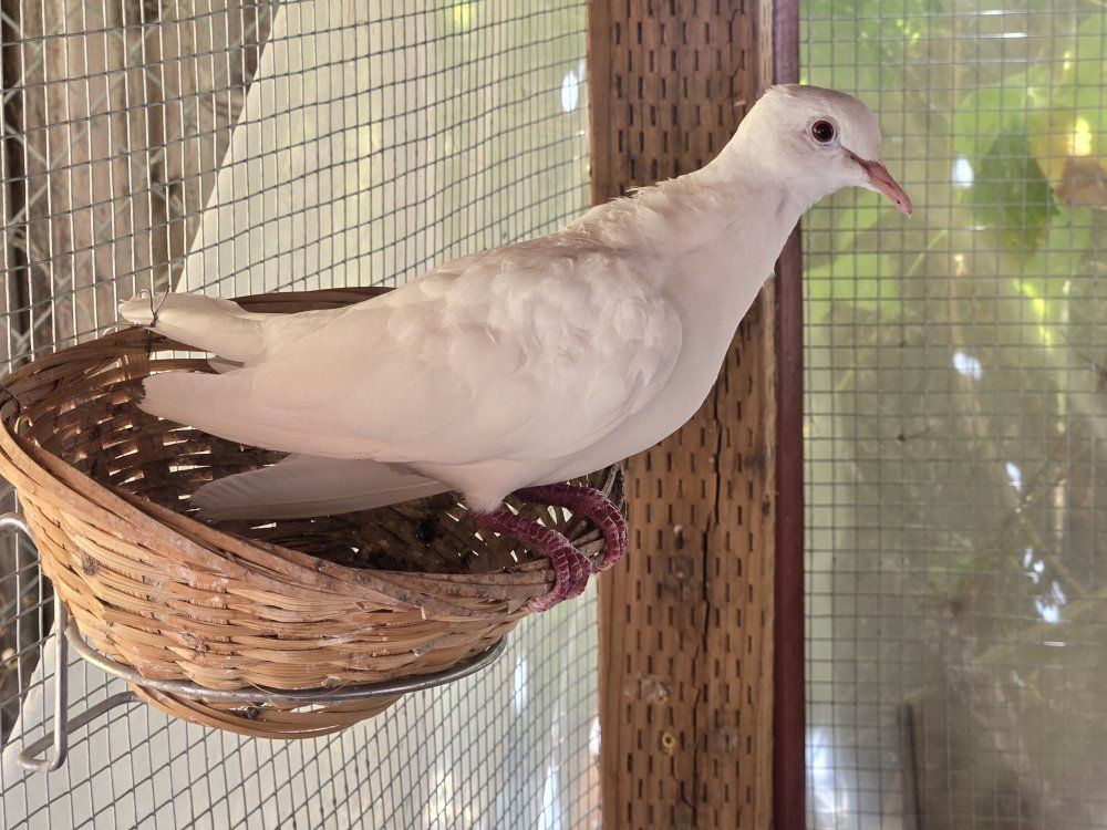 Main image 4