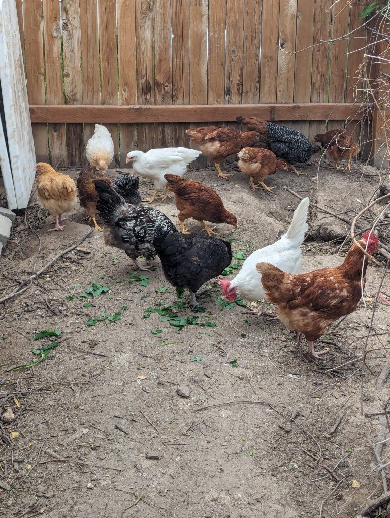 Non Soy, Non GMO Roosters and Hens