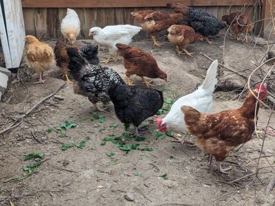 Non Soy, Non GMO Roosters and Hens