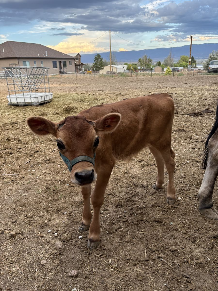 Jersey Steer