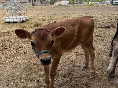 Jersey Steer
