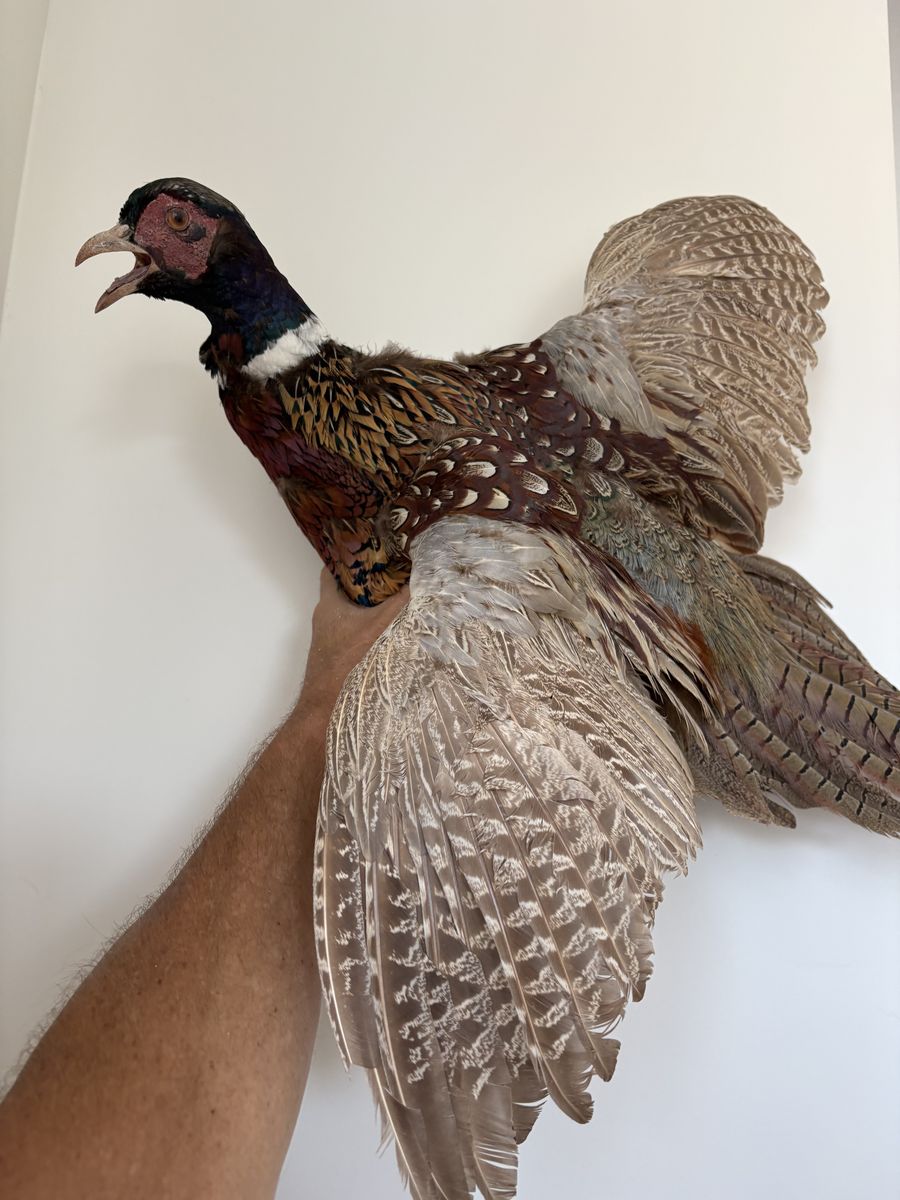 Two pheasants mounted left and right flight.