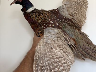 Two pheasants mounted left and right flight.
