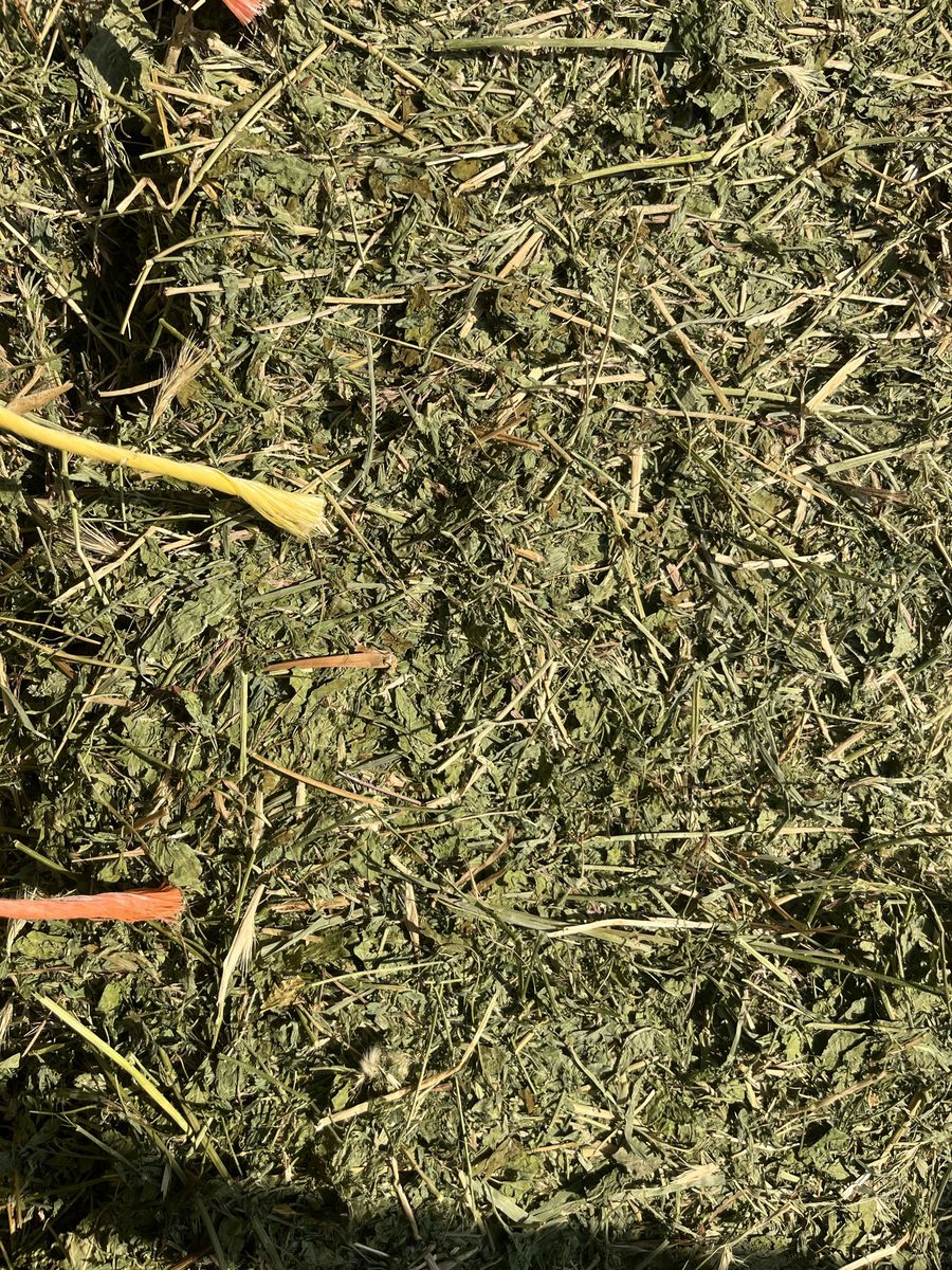 3x3x8 alfalfa second cut no rain