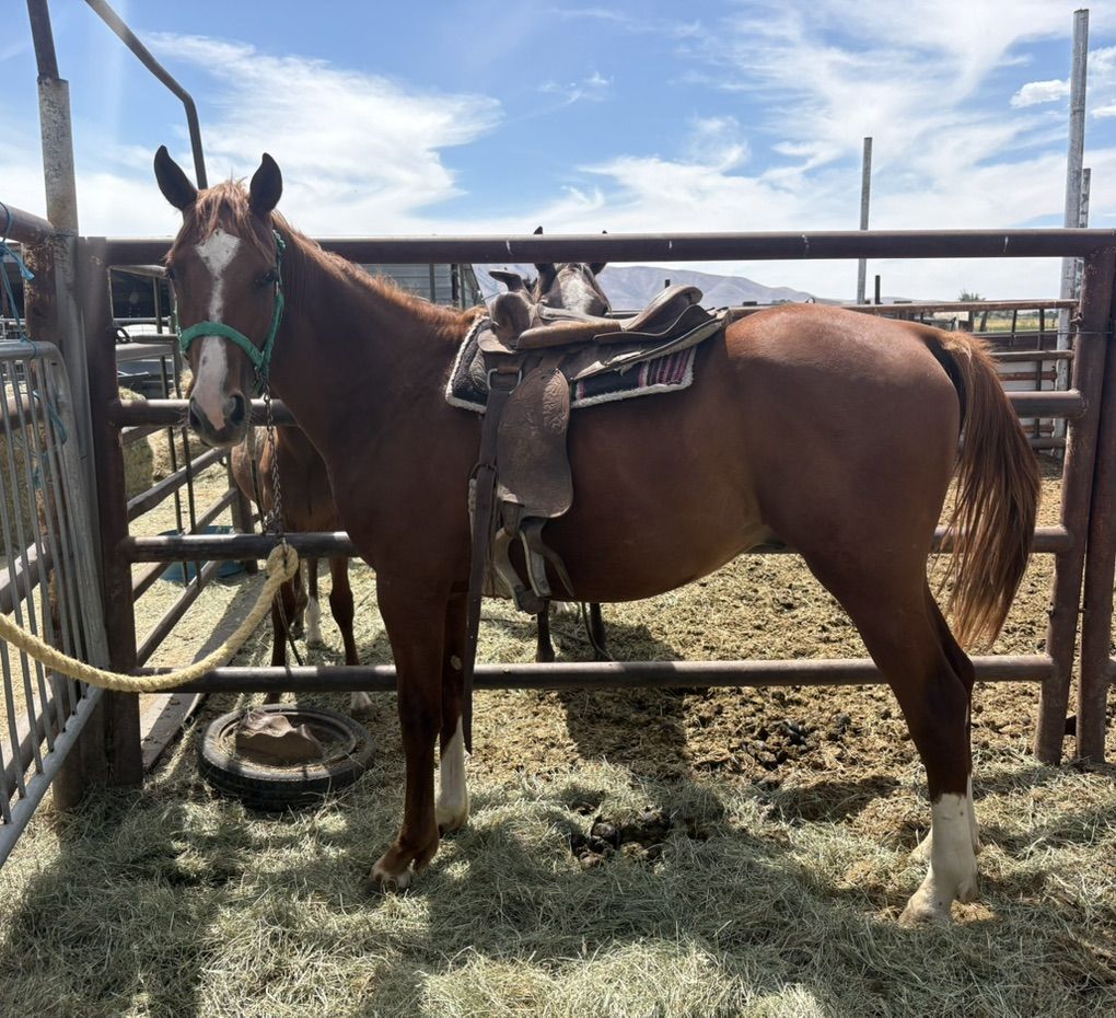 2024 Quarter Horse Stud Colt