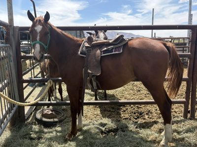 2024 Quarter Horse Stud Colt