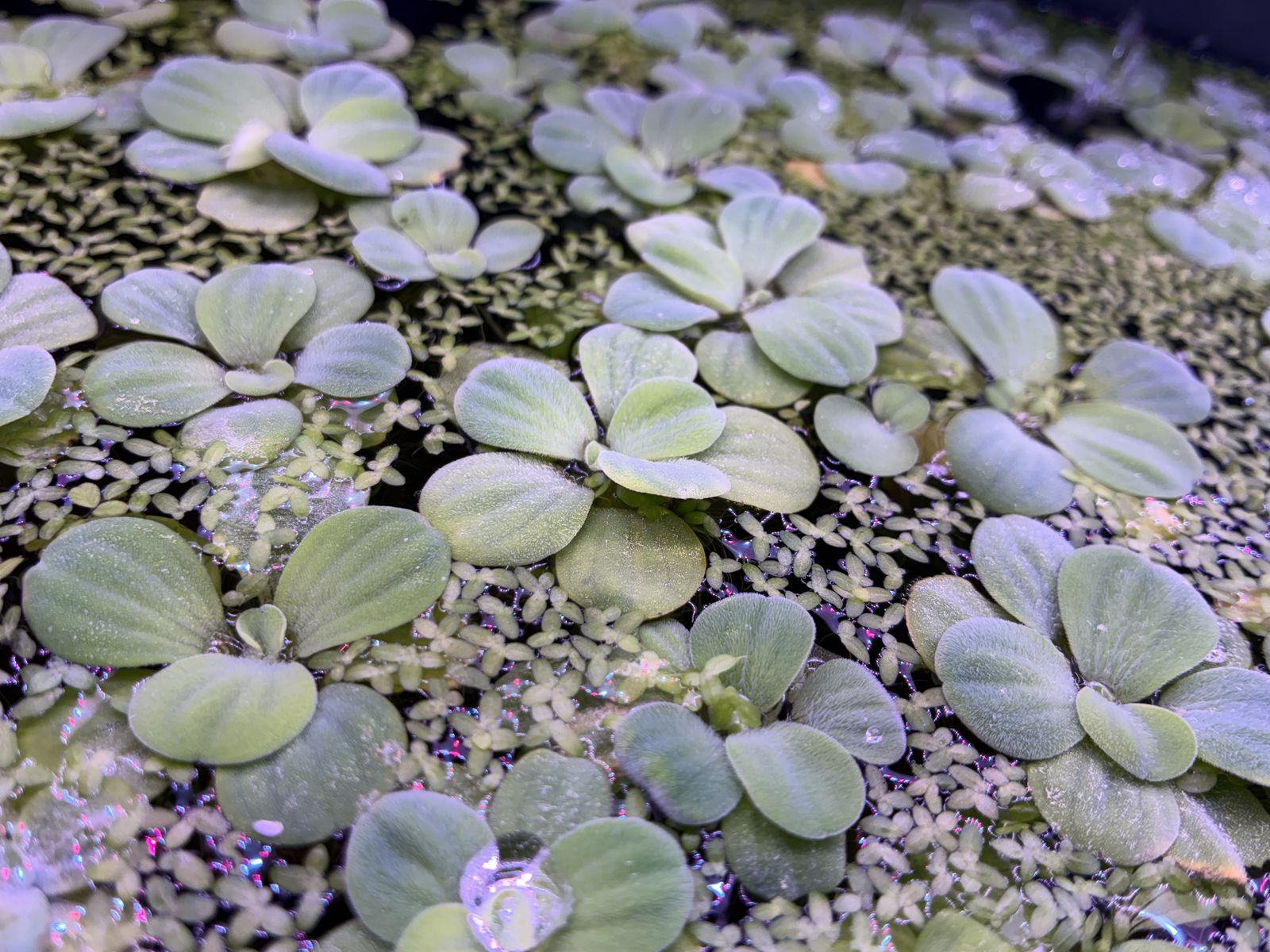Dwarf Water Lettuce
