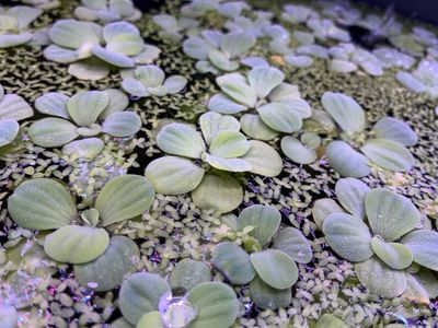 Dwarf Water Lettuce