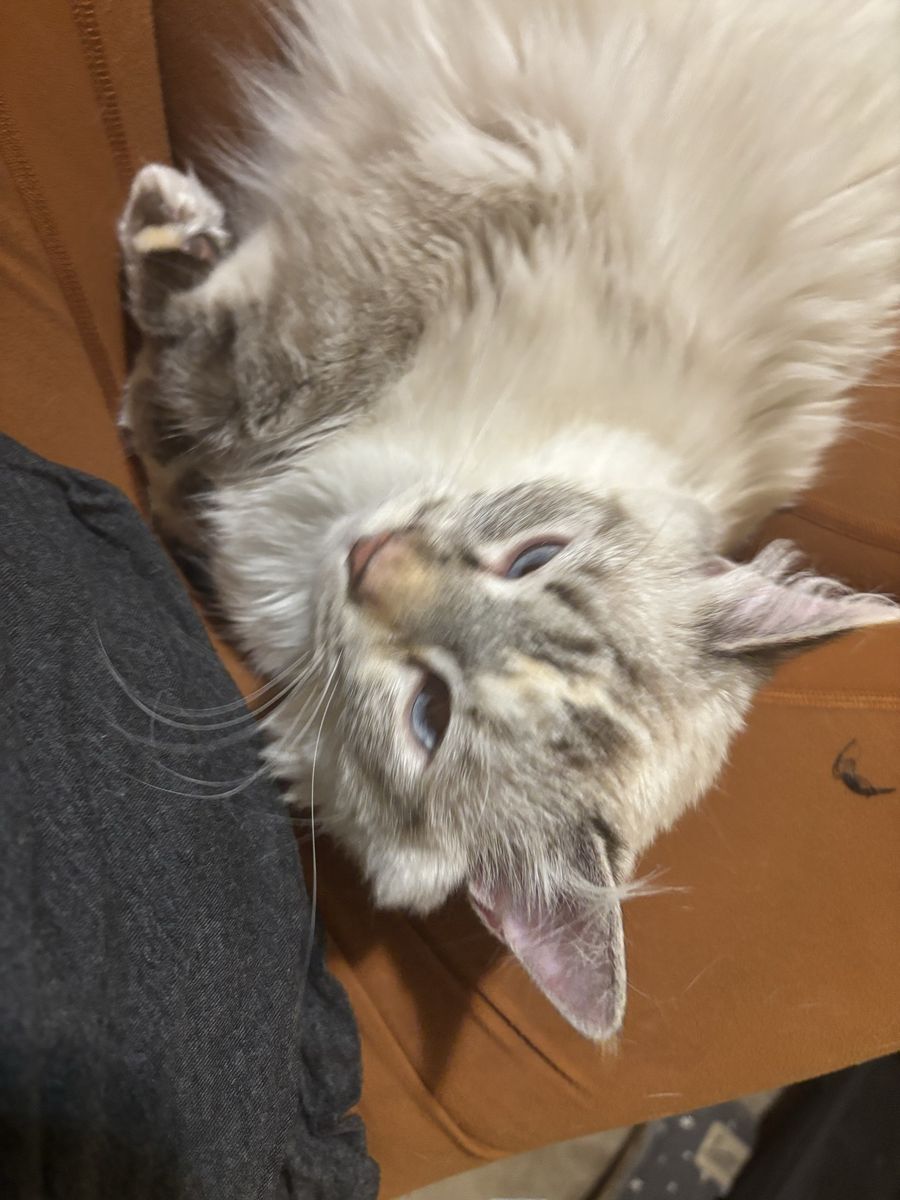 Beautiful Siamese Cat, Playful and Affectionate - Ready for a Loving Home!