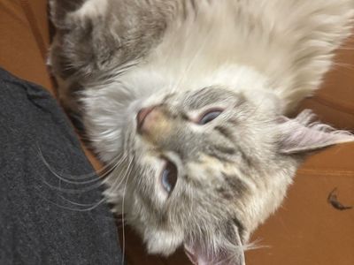 Beautiful Siamese Cat, Playful and Affectionate - Ready for a Loving Home!