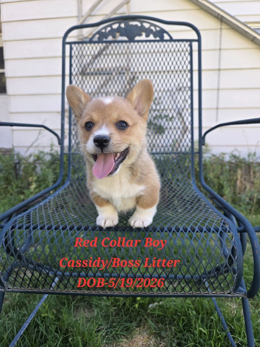 AKC Pembroke Welsh Corgis- Lifetime Health Guaranteed & Ready to go now!