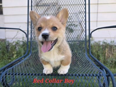AKC Pembroke Welsh Corgis- Lifetime Health Guaranteed & Ready to go now!