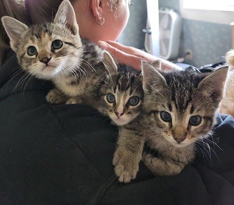 Kittens