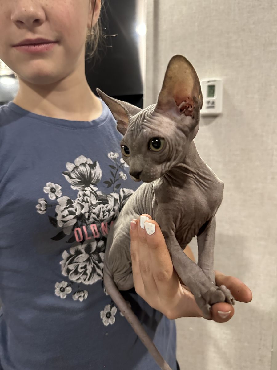 Sphynx Kittens Ready Now!