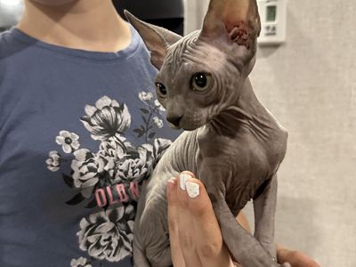 Sphynx Kittens Ready Now!