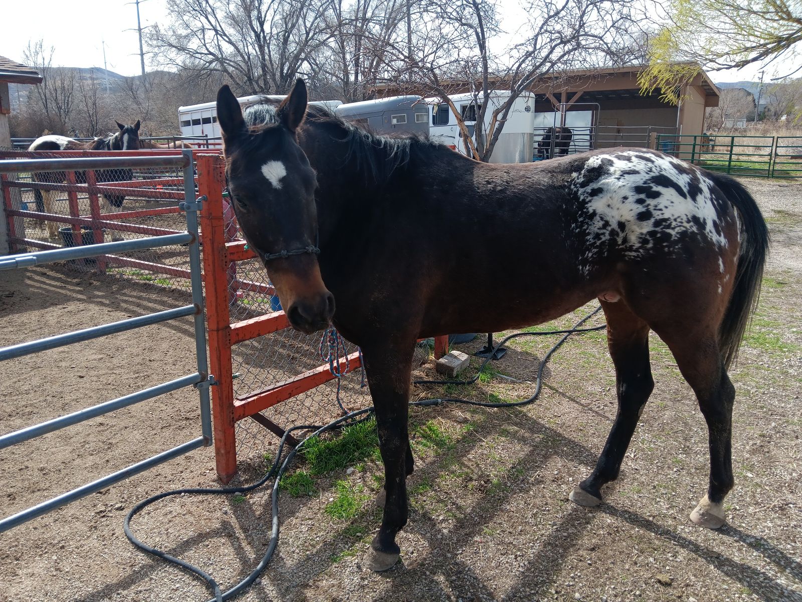 Cowy 4 Yr Appaloosa Gelding