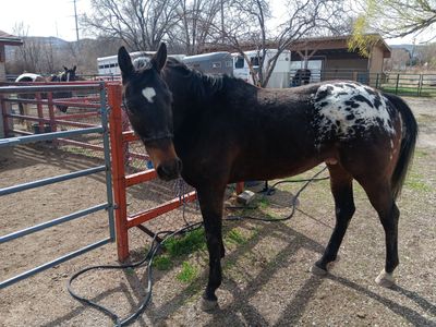 Cowy 4 Yr Appaloosa Gelding