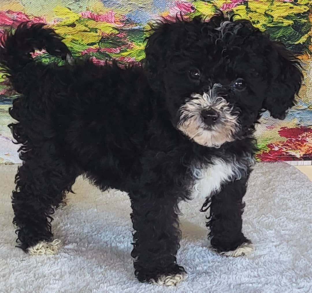 Boy Mendy - Micro Bernedoodle $1500
