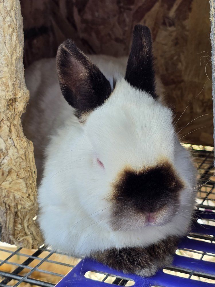 Purebred Netherland Dwarf Duo