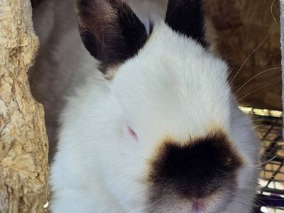 Purebred Netherland Dwarf Duo