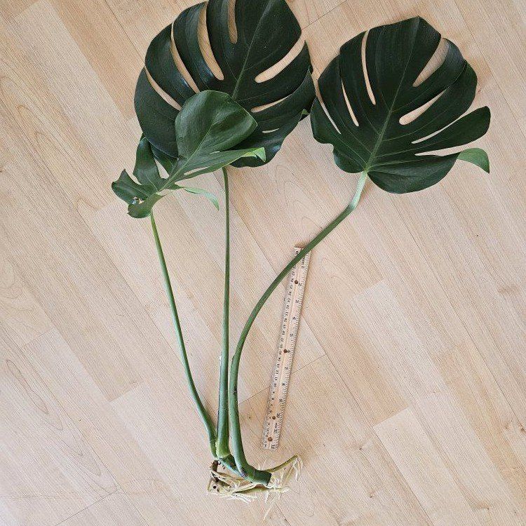 Monstera Deliciosa Plant Cuttings - Well-Rooted, 3 large leaves