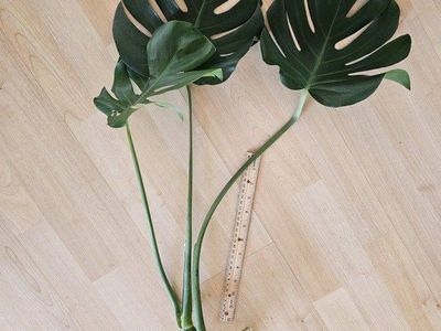 Monstera Deliciosa Plant Cuttings - Well-Rooted, 3 large leaves