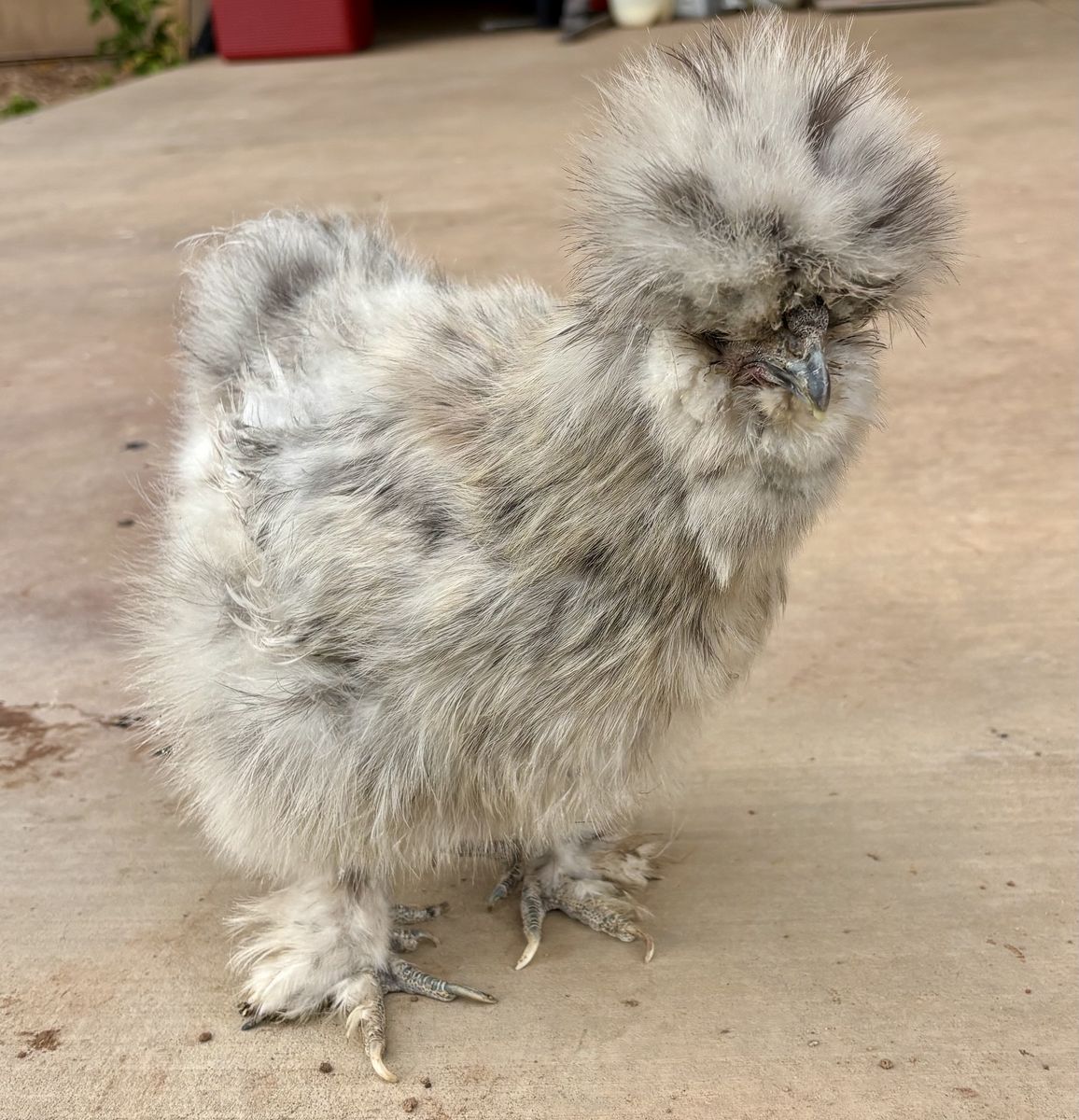 Silkie and Polish Chicks