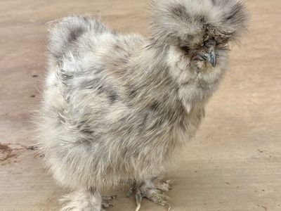 Silkie and Polish Chicks