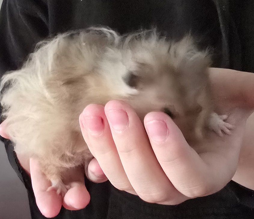 Fluffy Syrian Hamster - Friendly Pet