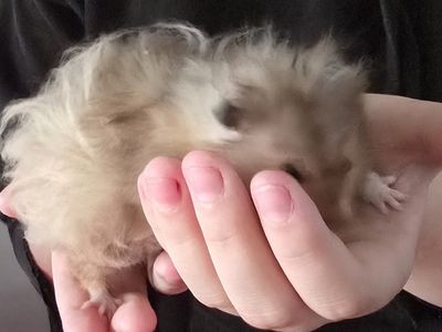 Fluffy Syrian Hamster - Friendly Pet