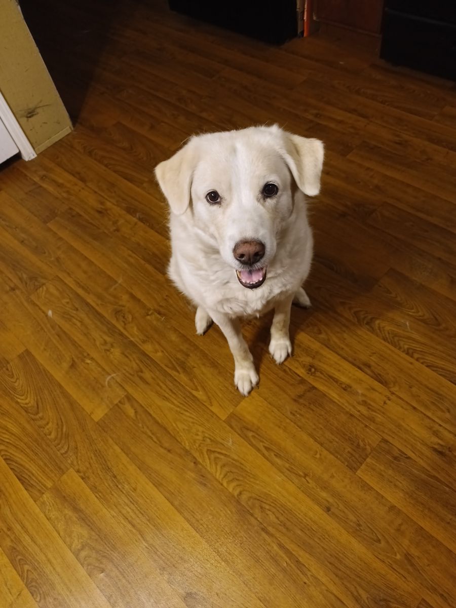 8-year-old Lab/Husky Mix 