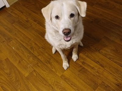 8-year-old Lab/Husky Mix
