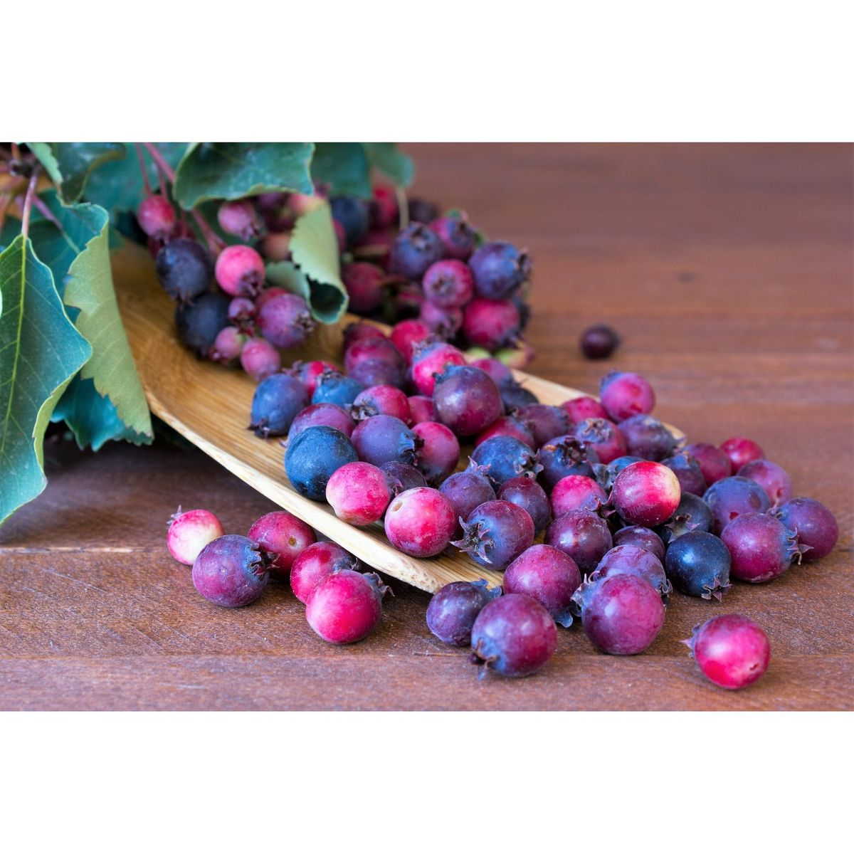 Rare Hardy D r ought Resistant Fruit, Nut and Berry trees
