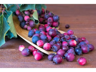 Rare Hardy D r ought Resistant Fruit, Nut and Berry trees