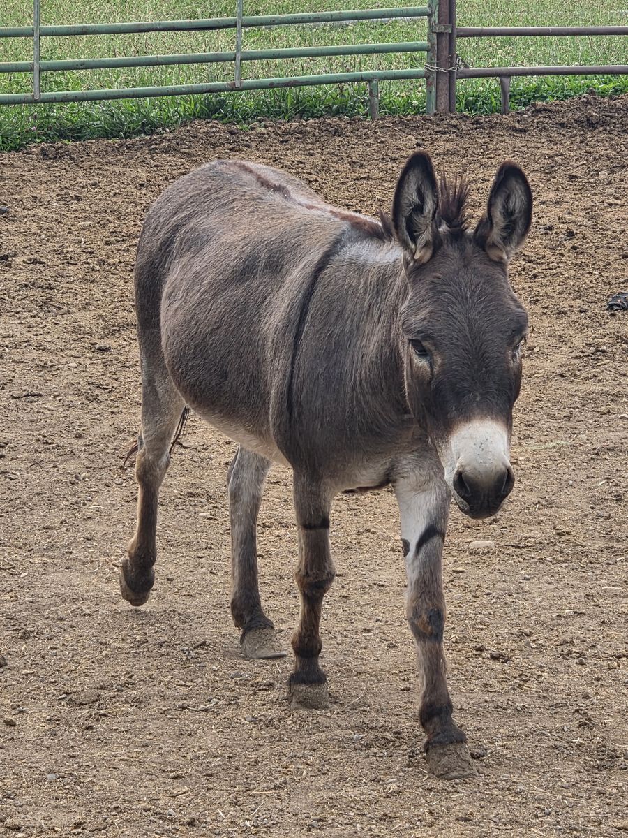 Mini donkey