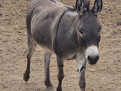 Mini donkey