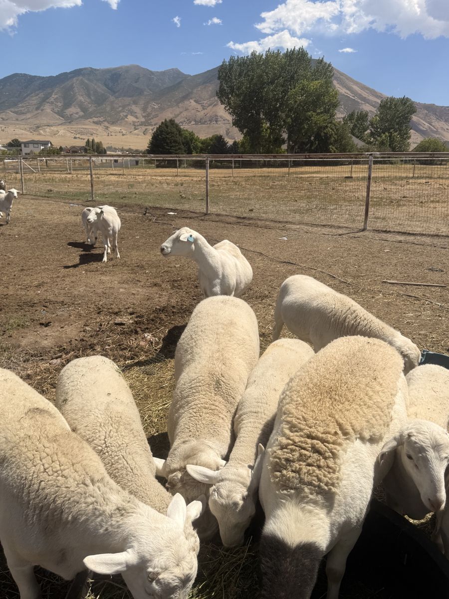Dorper lamb