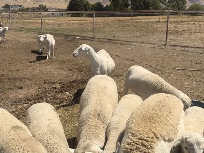 Dorper lamb