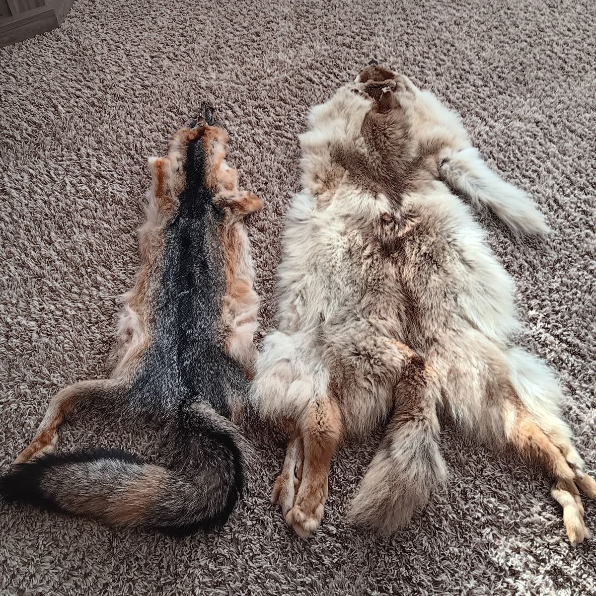 Tanned Coyote & a Gray Fox pelts