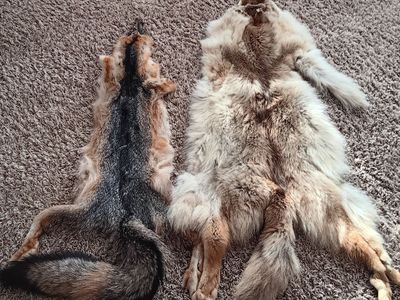 Tanned Coyote & a Gray Fox pelts