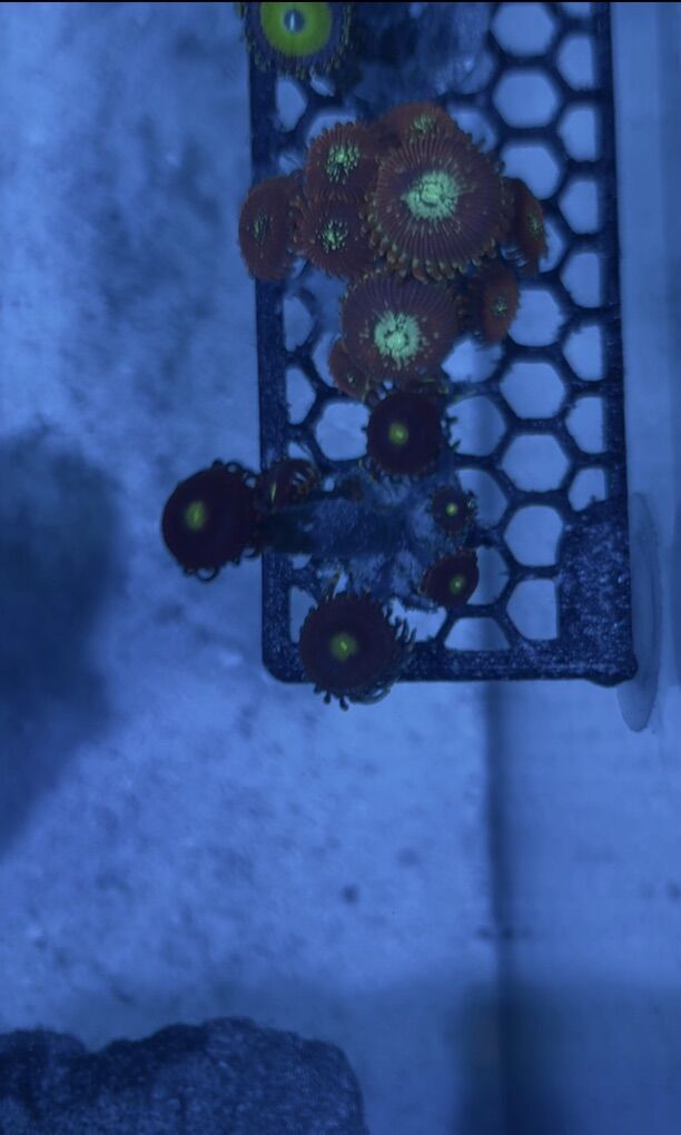 Bozo’s Birthday Zoanthids