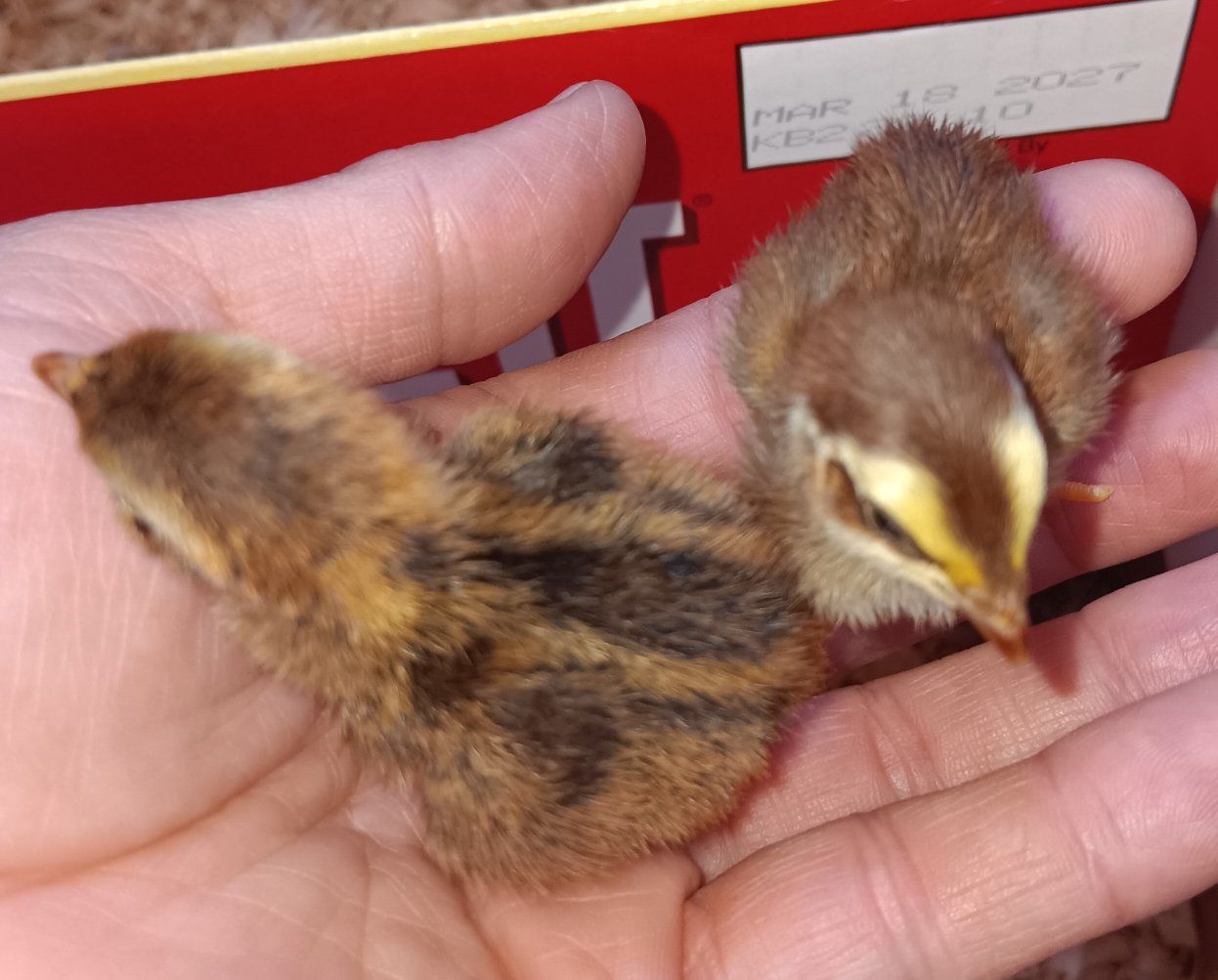 quail