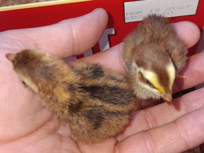 quail
