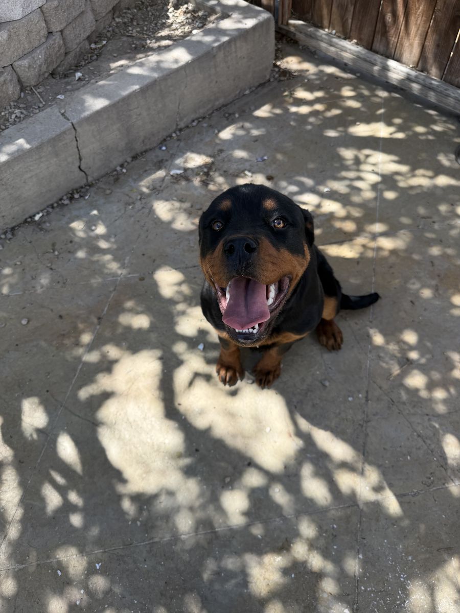 Dog
