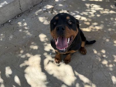 Dog