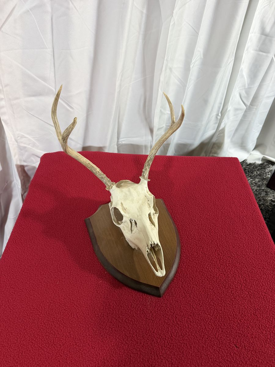 Mounted Deer Skull European Mount with Wooden Plaque