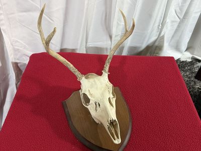 Mounted Deer Skull European Mount with Wooden Plaque