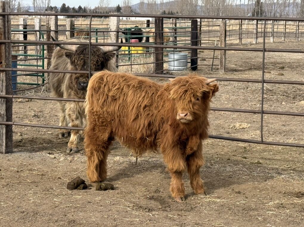 Highland Heifers, Cows, And Bulls For Sale